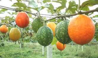 河南吊瓜 怎么吃,解锁美味新体验