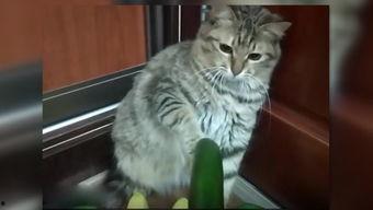小猫嚷着吃瓜