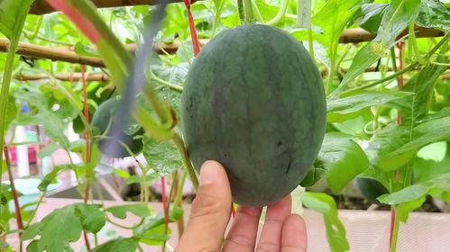 看自己吃瓜,跟随我一起品尝生活百味