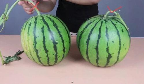 吃瓜宝宝瓜不甜