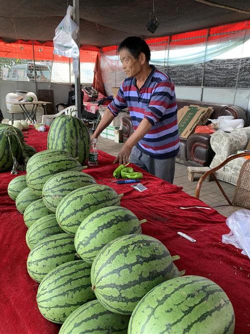 摆摊吃瓜,瓜香四溢，共享人间烟火气