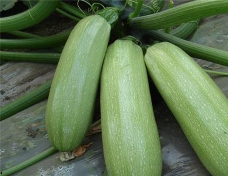 吃四瓜有什么好处,揭秘日常饮食中的四大健康益处”