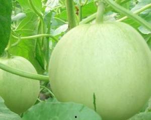 田瓜不能和什么一块吃,揭秘哪些食材不宜与田瓜同食