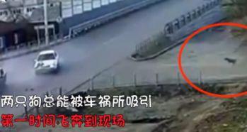 路口事故吃瓜狗,吃瓜狗的意外奇遇