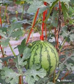 吃瓜吃到了农药,吃瓜也能吃出隐患