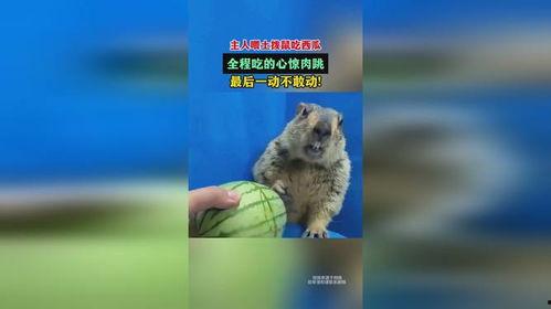 土拨鼠吃瓜饱了,揭秘动物界的“美食家”