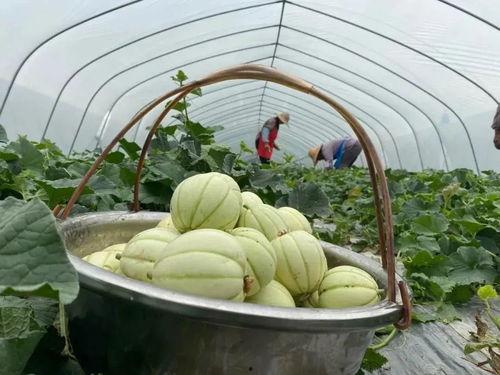 雪瓜什么时候吃